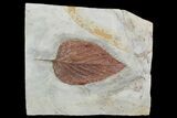 Large, Fossil Leaf (Beringiaphyllum) - Montana #92606-1